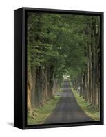 Tree-Lined Road, Louisville, Kentucky, USA-Adam Jones-Framed Stretched Canvas