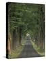Tree-Lined Road, Louisville, Kentucky, USA-Adam Jones-Stretched Canvas