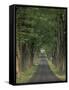 Tree-Lined Road, Louisville, Kentucky, USA-Adam Jones-Framed Stretched Canvas