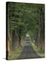 Tree-Lined Road, Louisville, Kentucky, USA-Adam Jones-Stretched Canvas