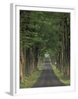 Tree-Lined Road, Louisville, Kentucky, USA-Adam Jones-Framed Premium Photographic Print