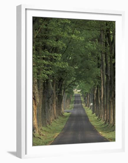 Tree-Lined Road, Louisville, Kentucky, USA-Adam Jones-Framed Premium Photographic Print