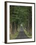 Tree-Lined Road, Louisville, Kentucky, USA-Adam Jones-Framed Premium Photographic Print