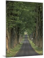 Tree-Lined Road, Louisville, Kentucky, USA-Adam Jones-Mounted Premium Photographic Print