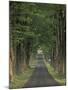 Tree-Lined Road, Louisville, Kentucky, USA-Adam Jones-Mounted Premium Photographic Print