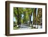 Tree lined road, Marvao, Portugal-Mauricio Abreu-Framed Photographic Print