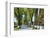 Tree lined road, Marvao, Portugal-Mauricio Abreu-Framed Photographic Print