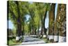 Tree lined road, Marvao, Portugal-Mauricio Abreu-Stretched Canvas