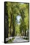Tree lined road, Marvao, Portugal-Mauricio Abreu-Framed Stretched Canvas