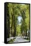 Tree lined road, Marvao, Portugal-Mauricio Abreu-Framed Stretched Canvas