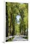 Tree lined road, Marvao, Portugal-Mauricio Abreu-Framed Photographic Print