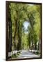 Tree lined road, Marvao, Portugal-Mauricio Abreu-Framed Photographic Print