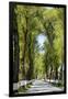 Tree lined road, Marvao, Portugal-Mauricio Abreu-Framed Photographic Print