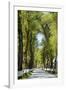 Tree lined road, Marvao, Portugal-Mauricio Abreu-Framed Photographic Print