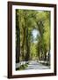 Tree lined road, Marvao, Portugal-Mauricio Abreu-Framed Photographic Print