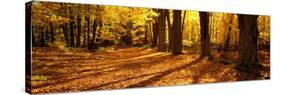 Tree Lined Road, Massachusetts, USA-null-Stretched Canvas