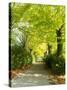 Tree Lined Road with Bright Green Trees-Terry Eggers-Stretched Canvas