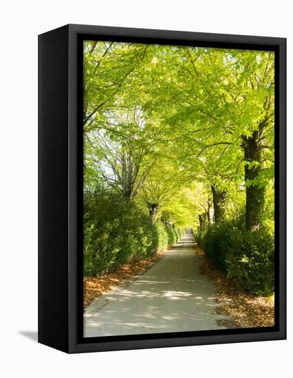 Tree Lined Road with Bright Green Trees-Terry Eggers-Framed Stretched Canvas