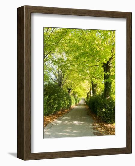 Tree Lined Road with Bright Green Trees-Terry Eggers-Framed Photographic Print