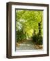 Tree Lined Road with Bright Green Trees-Terry Eggers-Framed Photographic Print