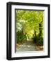 Tree Lined Road with Bright Green Trees-Terry Eggers-Framed Photographic Print