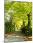 Tree Lined Road with Bright Green Trees-Terry Eggers-Mounted Photographic Print