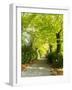 Tree Lined Road with Bright Green Trees-Terry Eggers-Framed Photographic Print