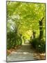 Tree Lined Road with Bright Green Trees-Terry Eggers-Mounted Photographic Print