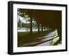 Tree Lined Roadway Somewhere in Provence-Gjon Mili-Framed Photographic Print