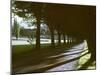 Tree Lined Roadway Somewhere in Provence-Gjon Mili-Mounted Photographic Print