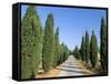 Tree Lined Rural Road, Val D'Orcia, Siena Province, Tuscany, Italy, Europe-Sergio Pitamitz-Framed Stretched Canvas