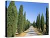 Tree Lined Rural Road, Val D'Orcia, Siena Province, Tuscany, Italy, Europe-Sergio Pitamitz-Stretched Canvas