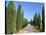 Tree Lined Rural Road, Val D'Orcia, Siena Province, Tuscany, Italy, Europe-Sergio Pitamitz-Stretched Canvas