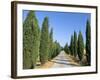 Tree Lined Rural Road, Val D'Orcia, Siena Province, Tuscany, Italy, Europe-Sergio Pitamitz-Framed Photographic Print