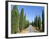 Tree Lined Rural Road, Val D'Orcia, Siena Province, Tuscany, Italy, Europe-Sergio Pitamitz-Framed Photographic Print