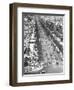 Tree Lined Street-null-Framed Photographic Print