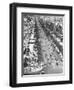 Tree Lined Street-null-Framed Photographic Print