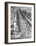 Tree Lined Street-null-Framed Photographic Print