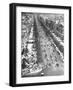 Tree Lined Street-null-Framed Photographic Print