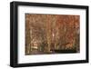 Tree Lined Streets in the Industrial Suburb of Santa Coloma De Cervello, Spain-Paul Dymond-Framed Photographic Print