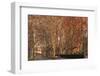 Tree Lined Streets in the Industrial Suburb of Santa Coloma De Cervello, Spain-Paul Dymond-Framed Photographic Print