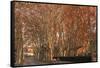 Tree Lined Streets in the Industrial Suburb of Santa Coloma De Cervello, Spain-Paul Dymond-Framed Stretched Canvas