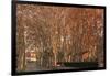 Tree Lined Streets in the Industrial Suburb of Santa Coloma De Cervello, Spain-Paul Dymond-Framed Photographic Print