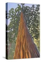 Tree Looking Up-Lantern Press-Stretched Canvas