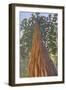 Tree Looking Up-Lantern Press-Framed Art Print