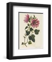 Tree Mallow-John Miller-Framed Premium Giclee Print