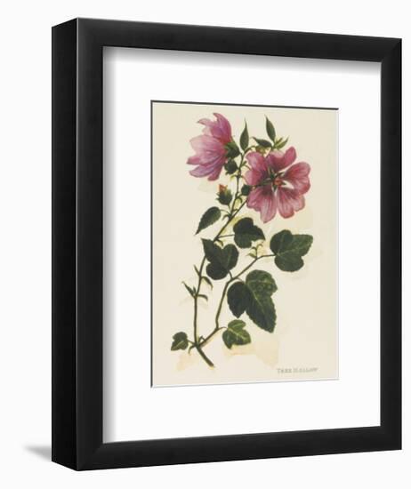 Tree Mallow-John Miller-Framed Premium Giclee Print