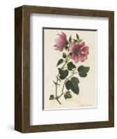 Tree Mallow-John Miller-Framed Premium Giclee Print