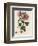 Tree Mallow-John Miller-Framed Premium Giclee Print