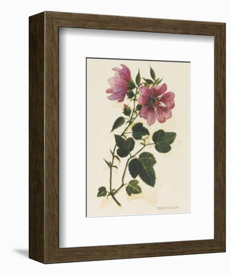 Tree Mallow-John Miller-Framed Premium Giclee Print